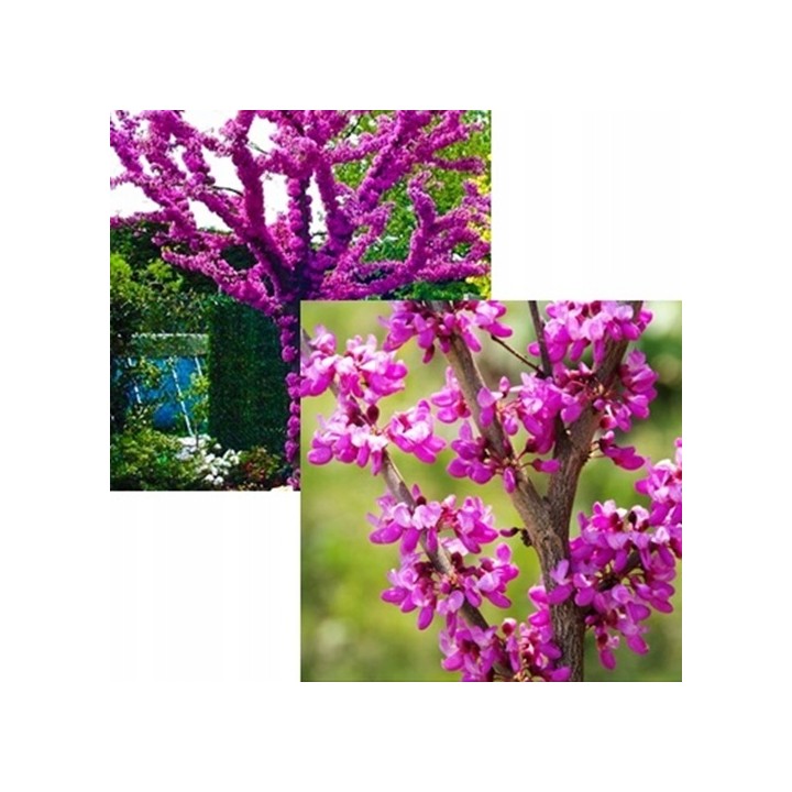 Judaszowiec kanadyjski (Cercis canadensis) sadzonka 30-40 cm — kwitnący różowy urok ogrodu