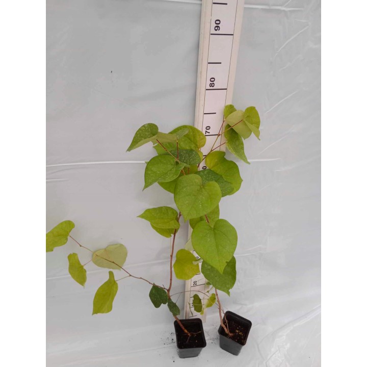 Judaszowiec kanadyjski (Cercis canadensis) - sadzonka w doniczce P9, kwitnący dekoracyjny