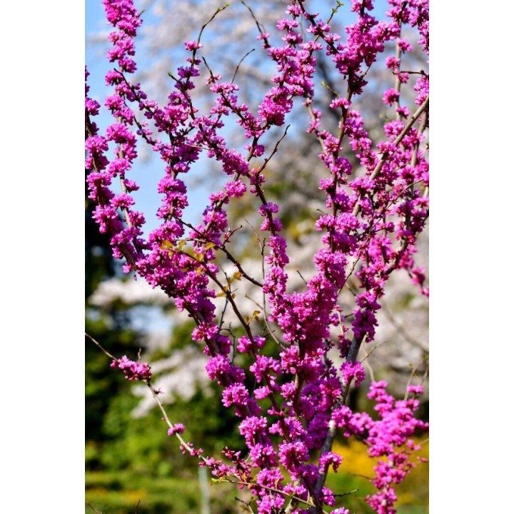 Judaszowiec kanadyjski (Cercis canadensis) sadzonka 30-40 cm — kwitnący różowy urok ogrodu