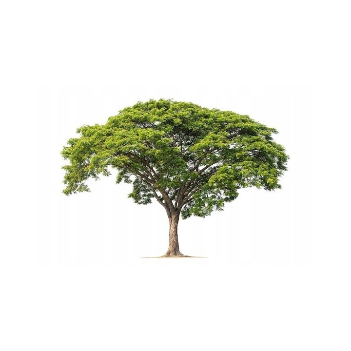 Judaszowiec kanadyjski (Cercis canadensis) sadzonka 30-40 cm — kwitnący różowy urok ogrodu