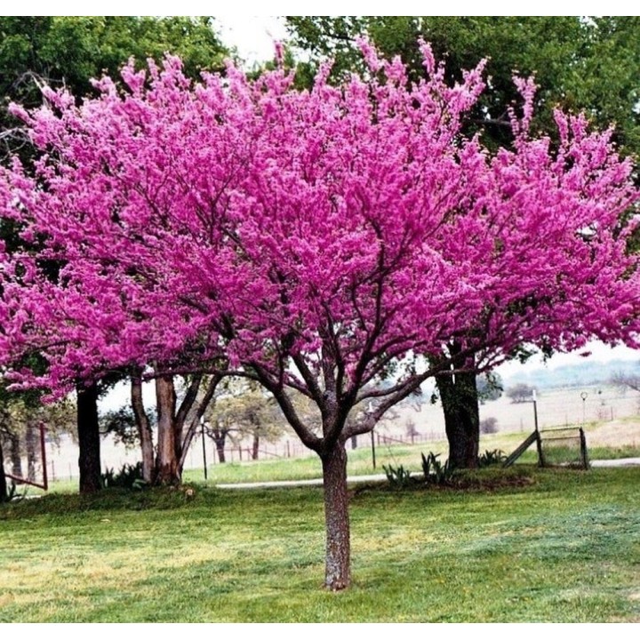 Judaszowiec kanadyjski (Cercis canadensis) sadzonka 70-100 cm P9 — piękne kwitnienie!
