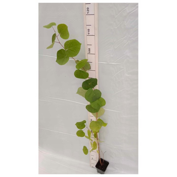 Judaszowiec kanadyjski (Cercis canadensis) sadzonka 70-100 cm P9 — piękne kwitnienie!