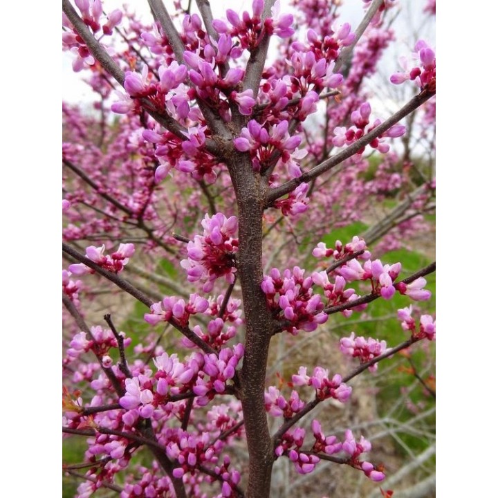Judaszowiec kanadyjski (Cercis canadensis) 40–60 cm — sadzonka w doniczce, kwitnie różowo