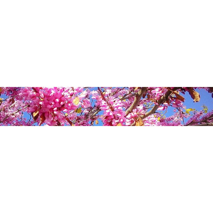 Judaszowiec kanadyjski (Cercis canadensis) sadzonka 70-100 cm P9 — piękne kwitnienie!