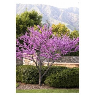 Judaszowiec kanadyjski (Cercis canadensis) 100–150 cm — kwiaty na pniu, doniczka C2