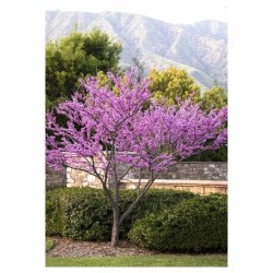 Judaszowiec kanadyjski (Cercis canadensis) sadzonka wys. 100-150 cm, doniczka C2