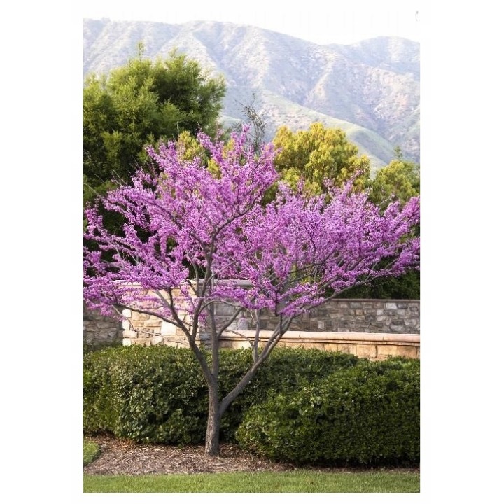 Judaszowiec kanadyjski (Cercis canadensis) 100–150 cm — kwiaty na pniu, doniczka C2