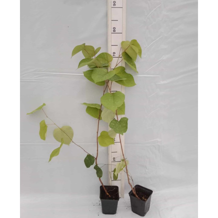 Judaszowiec kanadyjski (Cercis canadensis) sadzonka 70-100 cm P9 — piękne kwitnienie!