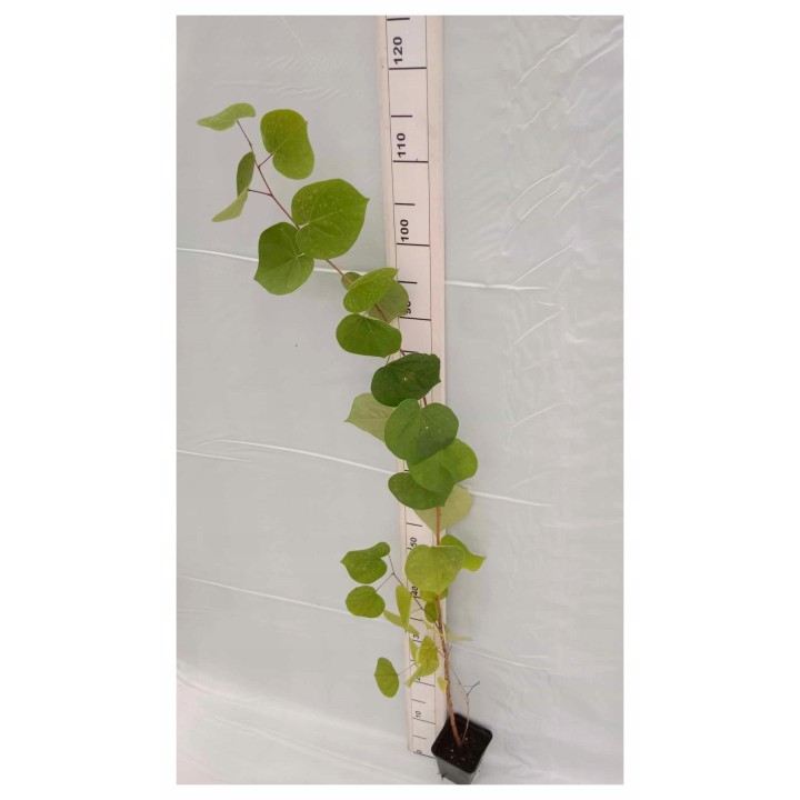 Judaszowiec kanadyjski (Cercis canadensis) 100–150 cm — kwiaty na pniu, doniczka C2