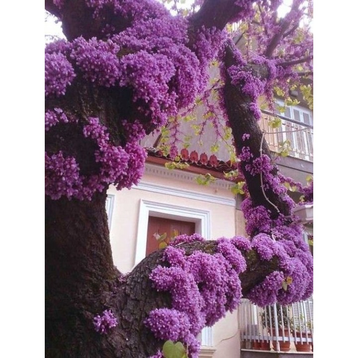 Judaszowiec kanadyjski (Cercis canadensis) sadzonka 70-100 cm P9 — piękne kwitnienie!