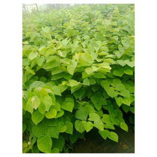 Judaszowiec kanadyjski (Cercis canadensis) 40-60 cm — kwiaty na pniu, doniczka C2