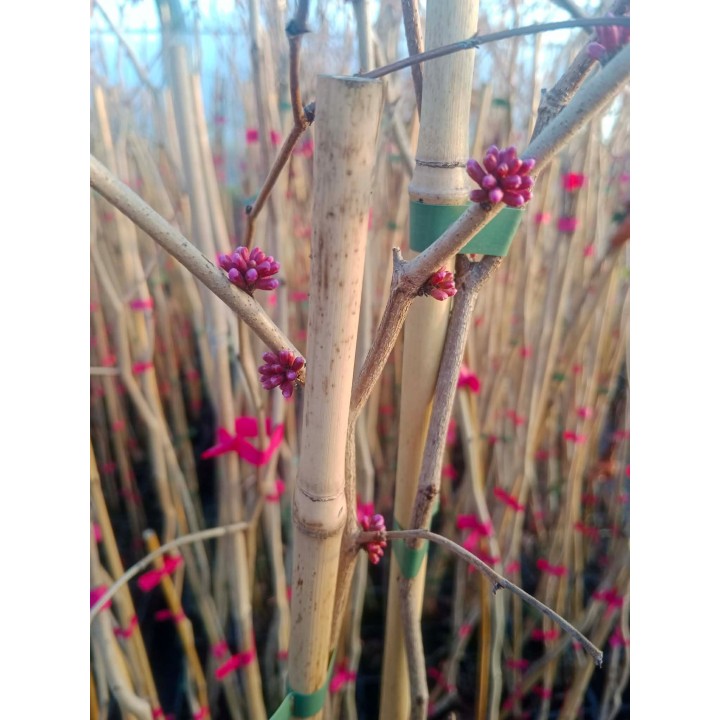 Judaszowiec kanadyjski (Cercis canadensis) 100–150 cm — kwiaty na pniu, doniczka C2