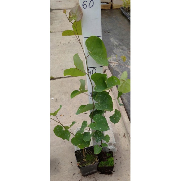 Judaszowiec kanadyjski (Cercis canadensis) 40-60 cm — kwiaty na pniu, doniczka C2