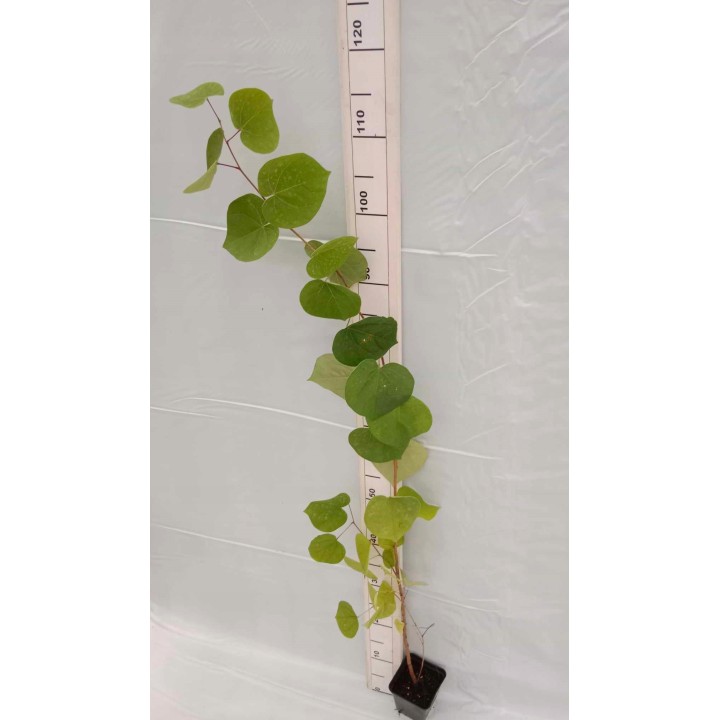 Judaszowiec kanadyjski (Cercis canadensis) 100–150 cm — kwiaty na pniu, doniczka C2