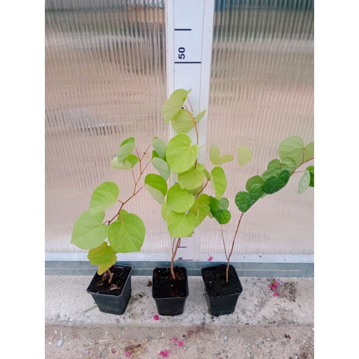 Judaszowiec kanadyjski (Cercis canadensis) 40-60 cm — kwiaty na pniu, doniczka C2