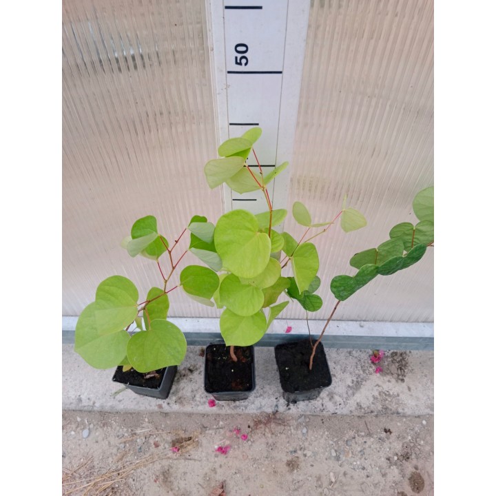 Judaszowiec kanadyjski (Cercis canadensis) 40-60 cm — kwiaty na pniu, doniczka C2