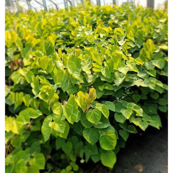 Judaszowiec kanadyjski (Cercis canadensis) 70-100 cm — duża sadzonka w doniczce C2