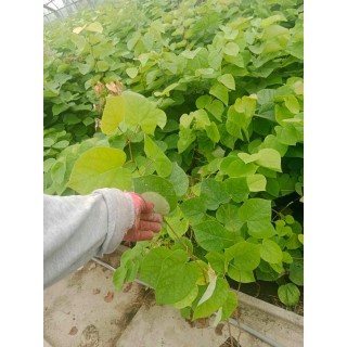 Judaszowiec kanadyjski (Cercis canadensis) 70–100 cm — sadzonka w doniczce P9, 1 szt.