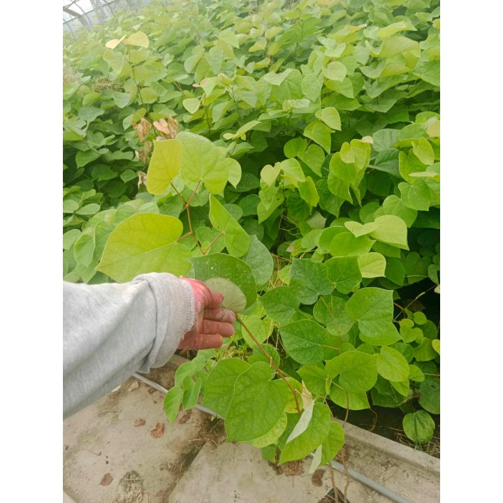 Judaszowiec kanadyjski (Cercis canadensis) 70–100 cm — sadzonka w doniczce P9, 1 szt.