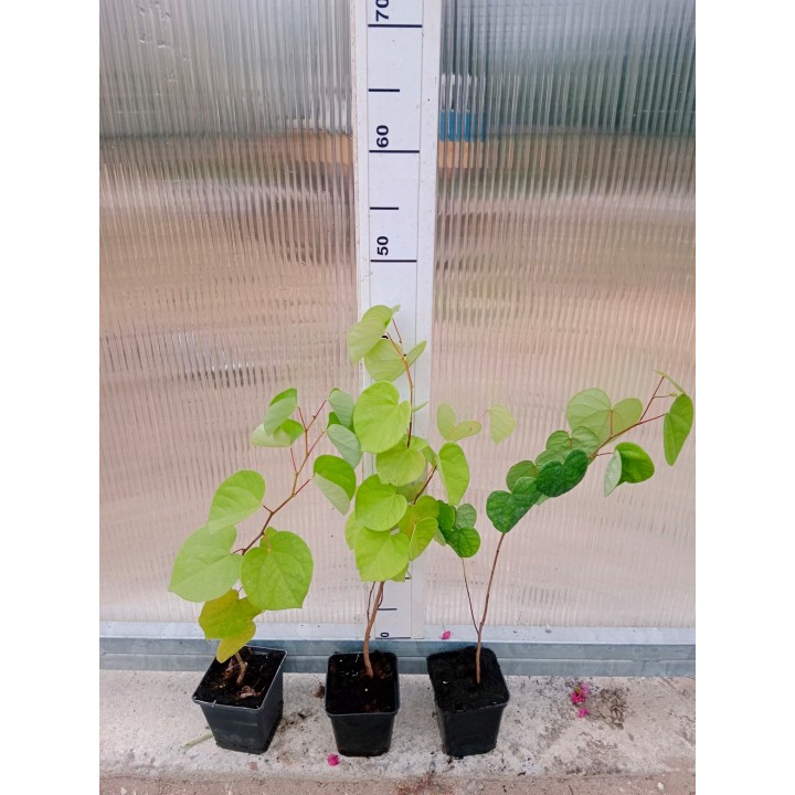 Judaszowiec kanadyjski (Cercis canadensis) 40-60 cm — kwiaty na pniu, doniczka C2