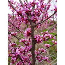 Judaszowiec kanadyjski (Cercis canadensis) - sadzonka w doniczce C2, kwitnący ozdobny 40-60 cm