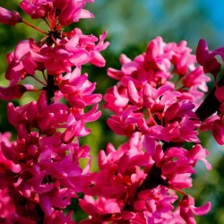 Judaszowiec kanadyjski (Cercis canadensis) sadzonka c2 30–50 cm — kwitnący dekoracyjny egzemplarz