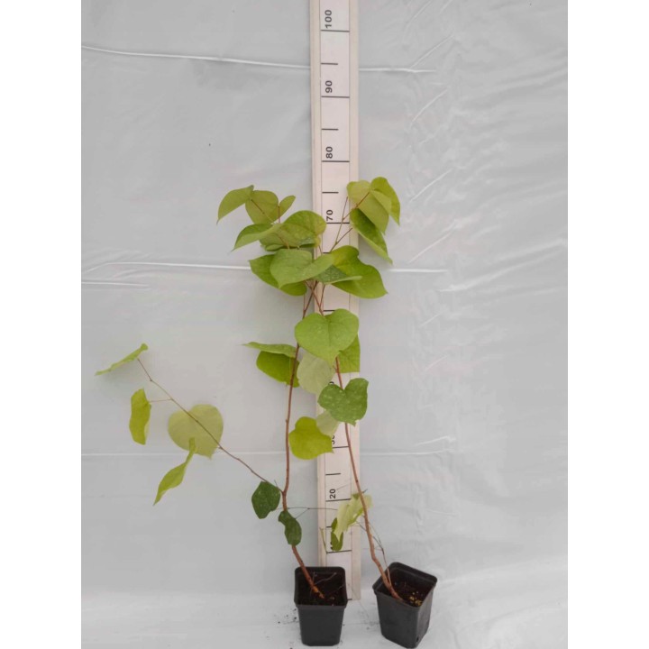 Judaszowiec kanadyjski (Cercis canadensis) - sadzonka w doniczce C2, kwitnący ozdobny 40-60 cm