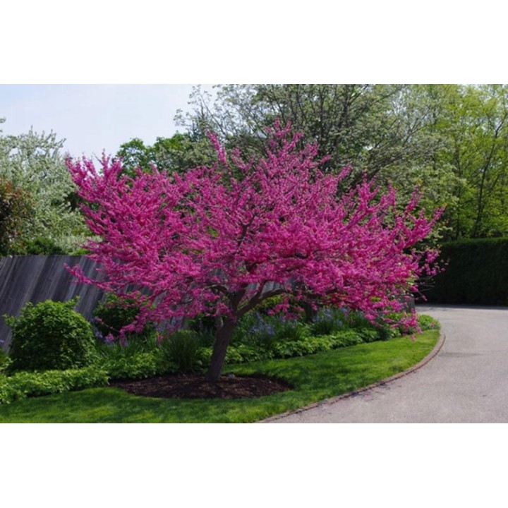 Judaszowiec kanadyjski (Cercis canadensis) 70–100 cm — sadzonka w doniczce P9, 1 szt.