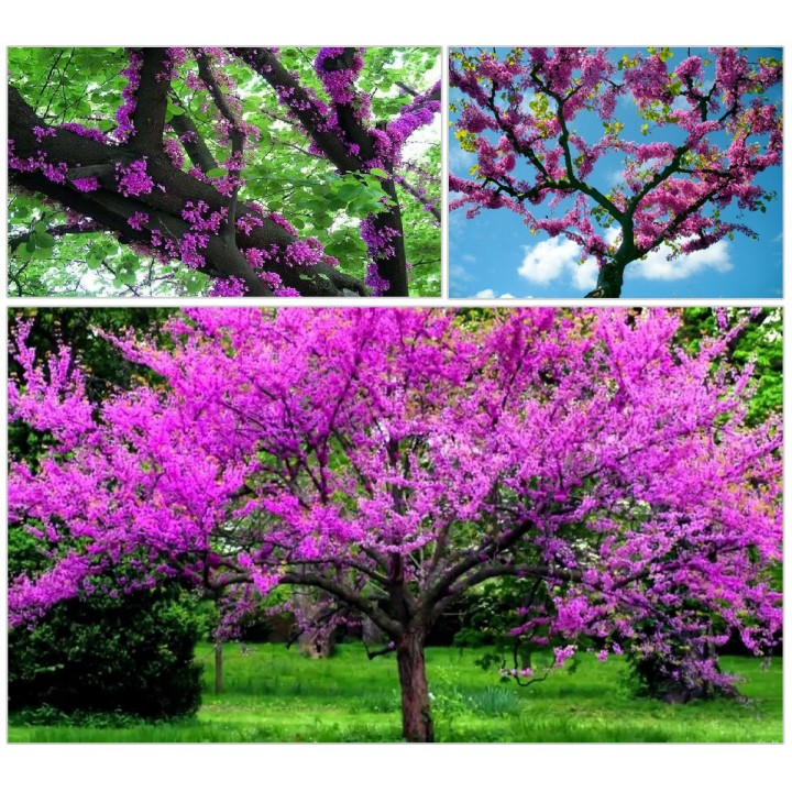 Judaszowiec kanadyjski (Cercis canadensis) - sadzonka w doniczce C2, kwitnący ozdobny 40-60 cm