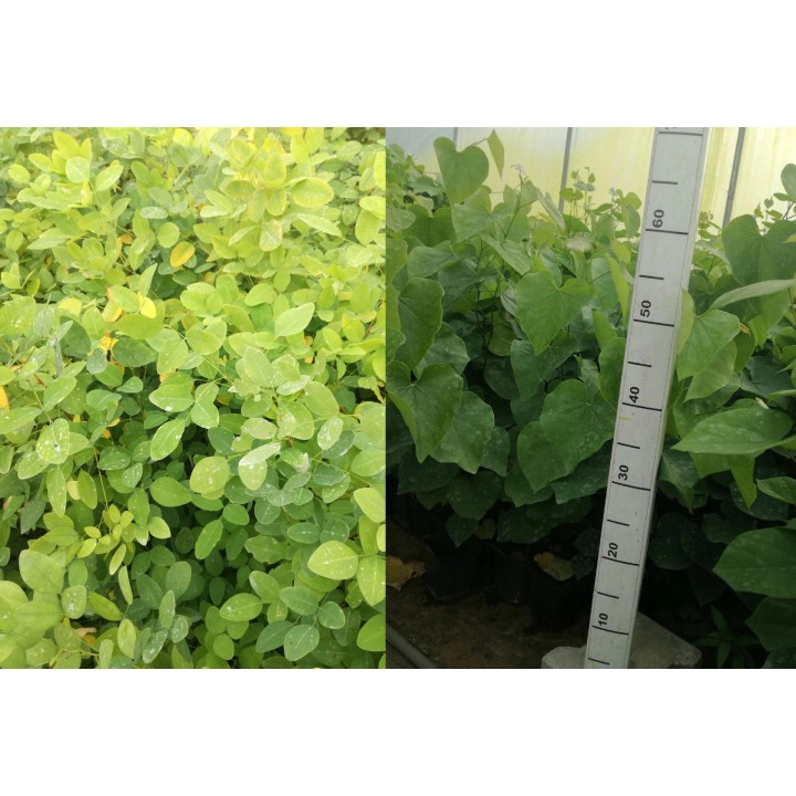 Judaszowiec kanadyjski (Cercis canadensis) sadzonka c2 30–50 cm — kwitnący dekoracyjny egzemplarz