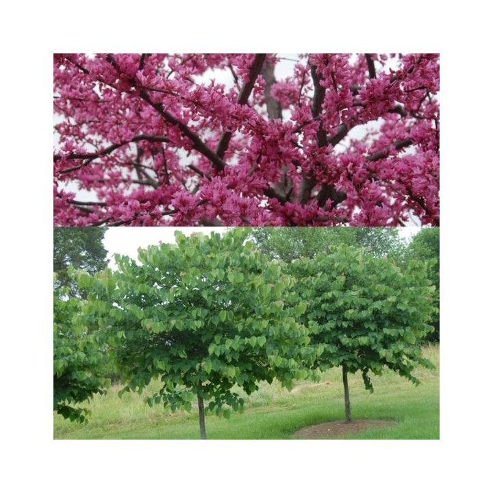 Judaszowiec kanadyjski (Cercis canadensis) 70–100 cm — sadzonka w doniczce P9, 1 szt.