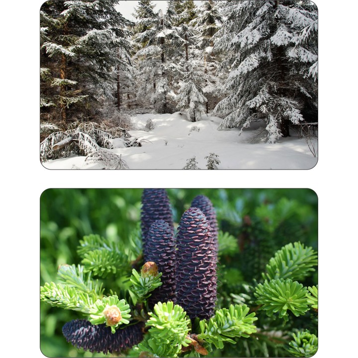 Świerk Srebrny SADZONKI ŻYWA CHOINKA 100-120 cm 10szt.