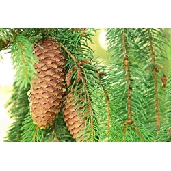 Świerk srebrny (Picea pungens) sadzonki żywej choinki wys. 120-140 cm – pakiet 10 szt.
