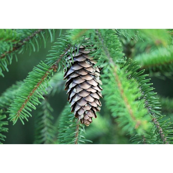 Świerk Srebrny SADZONKI ŻYWA CHOINKA 140-160 cm 10szt