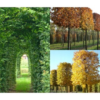 Grab zwyczajny Carpinus betulus – duża sadzonka 8–10 cm obwodu, idealna na żywopłot i formowane rzeźby ogrodowe