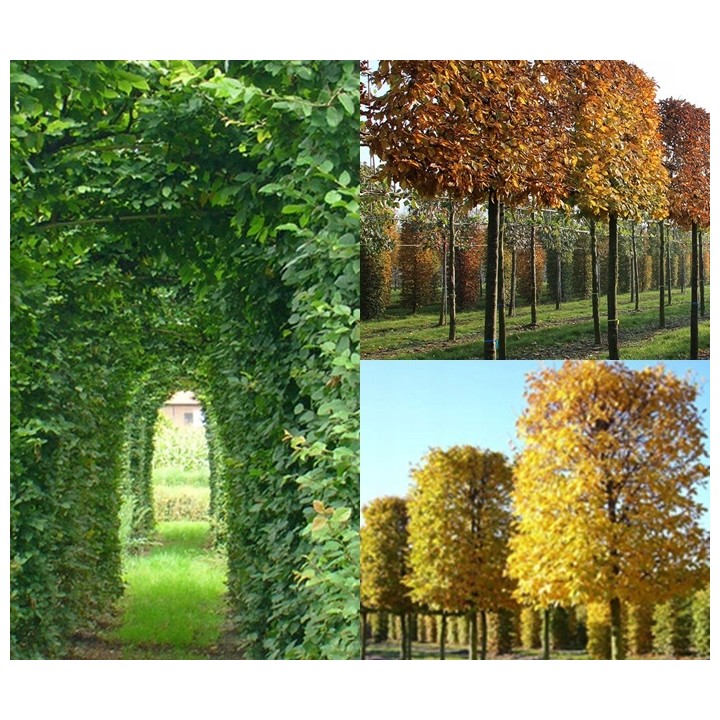 Grab zwyczajny Carpinus betulus – duża sadzonka 8–10 cm obwodu, idealna na żywopłot i formowane rzeźby ogrodowe