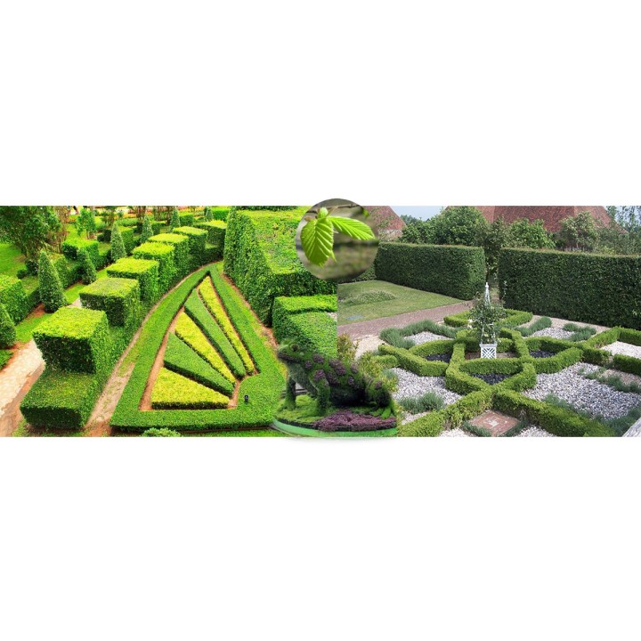 Grab zwyczajny Carpinus betulus – duża sadzonka 8–10 cm obwodu, idealna na żywopłot i formowane rzeźby ogrodowe