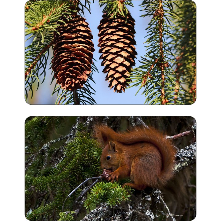 Świerk Srebrny SADZONKI ŻYWA CHOINKA 140-160 cm 10szt