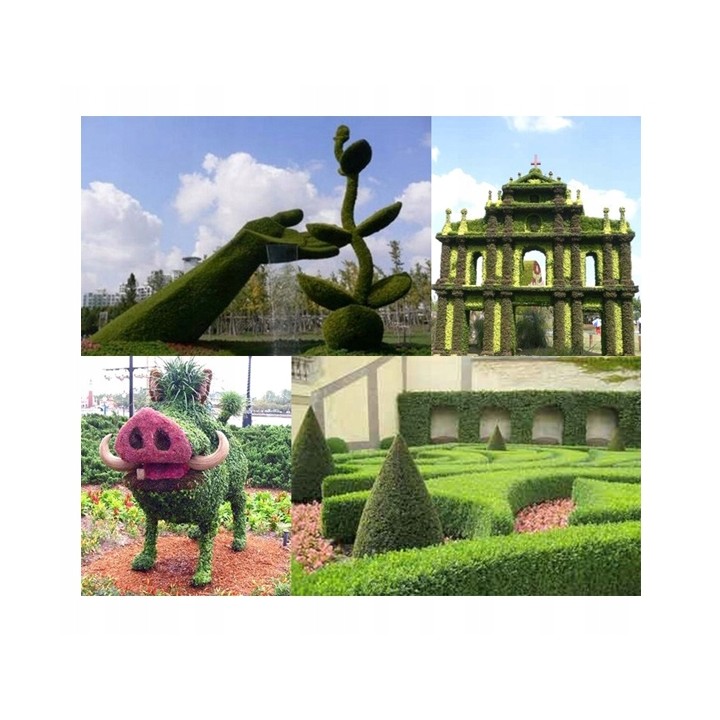 Grab zwyczajny – okazała sadzonka pnia 8-10 cm, idealna na wysoki żywopłot (odbiór osobisty)