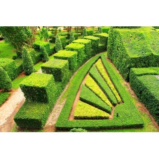 Grab zwyczajny (Carpinus betulus) sadzonka 6-8 cm pnia — idealna na gęsty, trwały żywopłot, odbiór osobisty