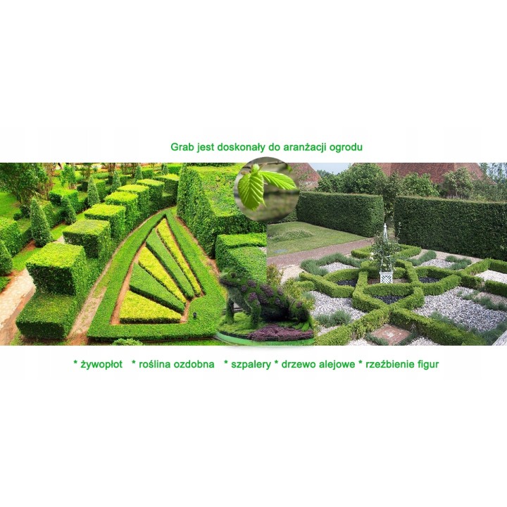 Grab zwyczajny (Carpinus betulus) sadzonka 6-8 cm pnia — idealna na gęsty, trwały żywopłot, odbiór osobisty