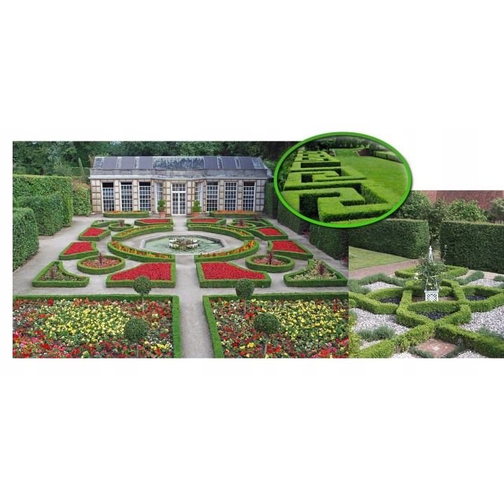 Grab zwyczajny – okazała sadzonka pnia 8-10 cm, idealna na wysoki żywopłot (odbiór osobisty)