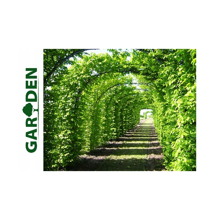 Grab zwyczajny (Carpinus betulus) sadzonka 4–6 cm pnia — mocna, idealna na żywopłot i szpaler, odbiór osobisty