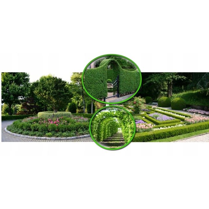 Grab zwyczajny (Carpinus betulus) sadzonka 4–6 cm pnia — mocna, idealna na żywopłot i szpaler, odbiór osobisty