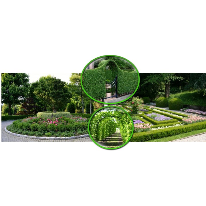 Grab zwyczajny (Carpinus betulus) sadzonka 4–6 cm | Idealna na żywopłot, odbiór osobisty