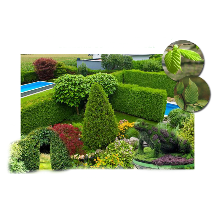 Grab zwyczajny (Carpinus betulus) sadzonka 4–6 cm | Idealna na żywopłot, odbiór osobisty