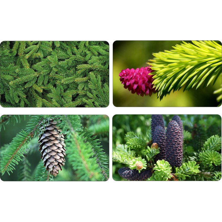 Świerk Srebrny SADZONKI ŻYWA CHOINKA 140-160 cm 10szt