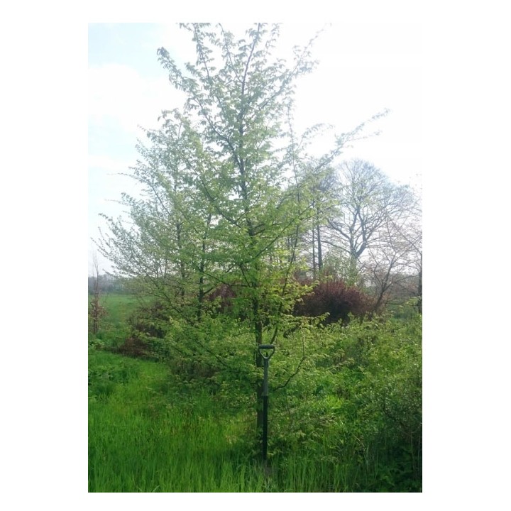 Okazały Grab Zwyczajny Carpinus betulus 6–8 cm – idealny na żywopłot, odbiór osobisty, sadzonka z gołym korzeniem