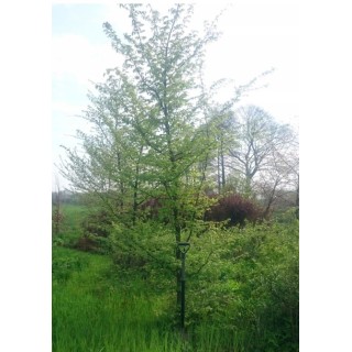 Grab zwyczajny Carpinus betulus - okazała sadzonka 10-12 cm (goły korzeń) idealna na monumentalny żywopłot