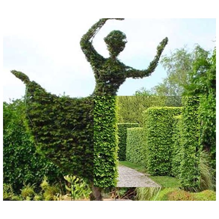 Grab zwyczajny Carpinus betulus - okazała sadzonka 10-12 cm (goły korzeń) idealna na monumentalny żywopłot